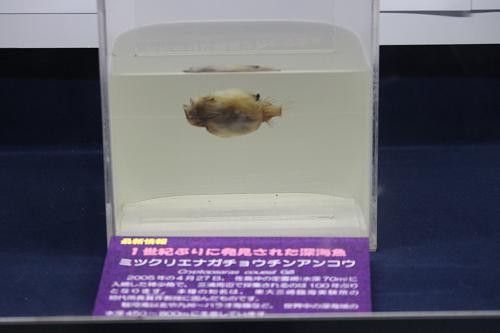 【激レア】ミツクリエナガチョウチンアンコウ♀ ホルマリン標本 激レア】ミツクリエナガチョウチンアンコウ♀ ホルマリン標本