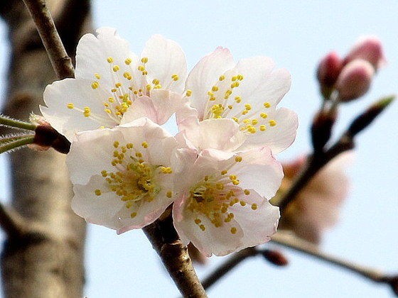 さくらの和歌80撰 民族学伝承ひろいあげ辞典