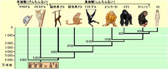人類はサルから進化したのですか 民族学伝承ひろいあげ辞典