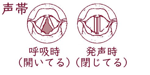 喉仏はなんのためにある 雑学ブログ しらないことが しりたい