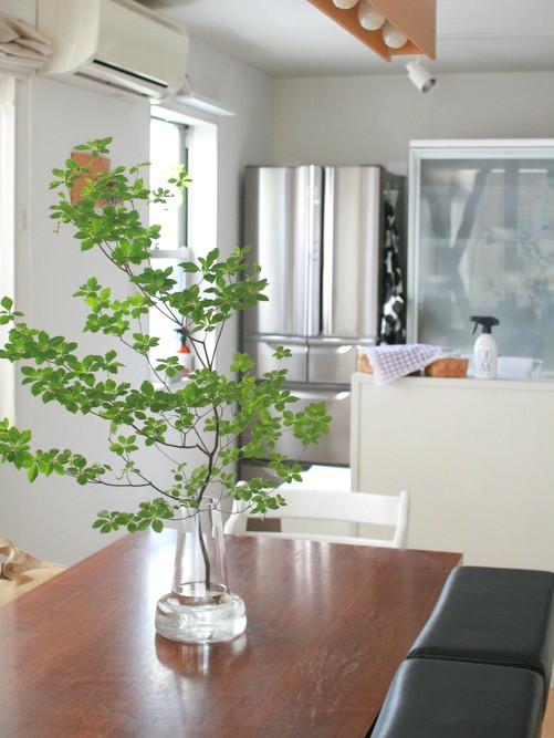 ドウダンツツジを見つけたら 公園よこのちいさないえから Powered By ライブドアブログ