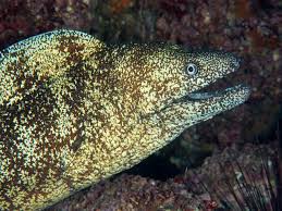 可愛い唇を持ったウツボが水族館に居た すだち日和