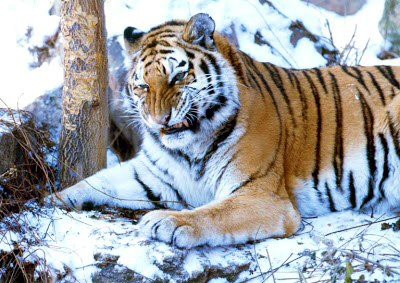 ミズノ モレリアネオ2 Korean Tiger 登場 (海外限定販売カラー