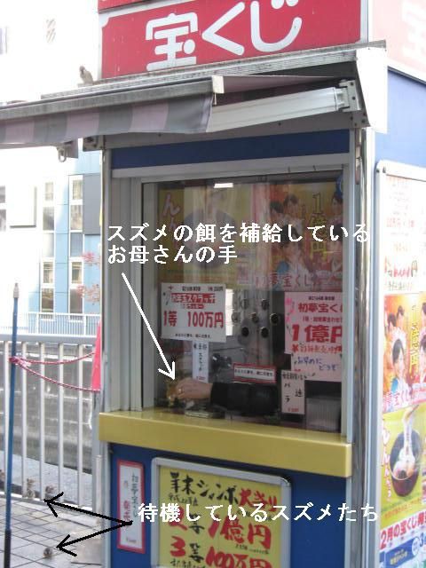 宝くじ売り場のお母さんとスズメたち 元日本橋女社長の奮闘ブログ