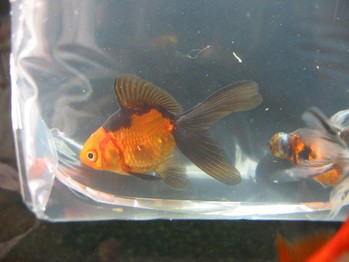 新入り金魚 ザリガニの飼育記録 シーズン２