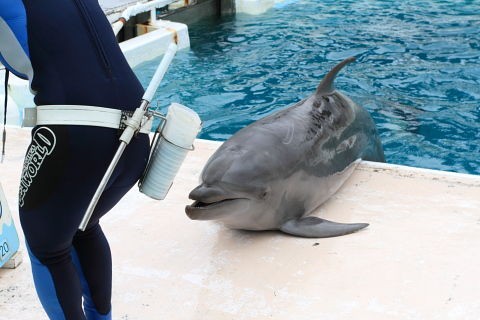 夏と生ごみ投入とイルカ 生ごみ処理機とつきあう方法