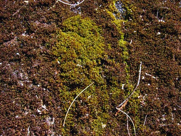 苔の色 苔玉は 苔玉屋blog