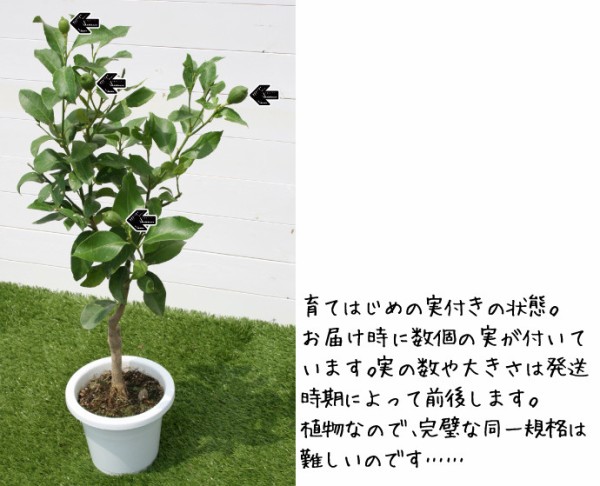 果樹栽培】編集部でトゲなしレモン実つき苗を育てています : 関西最大