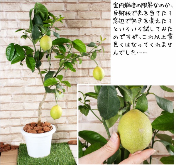 果樹栽培】編集部でトゲなしレモン実つき苗を育てています : 関西最大
