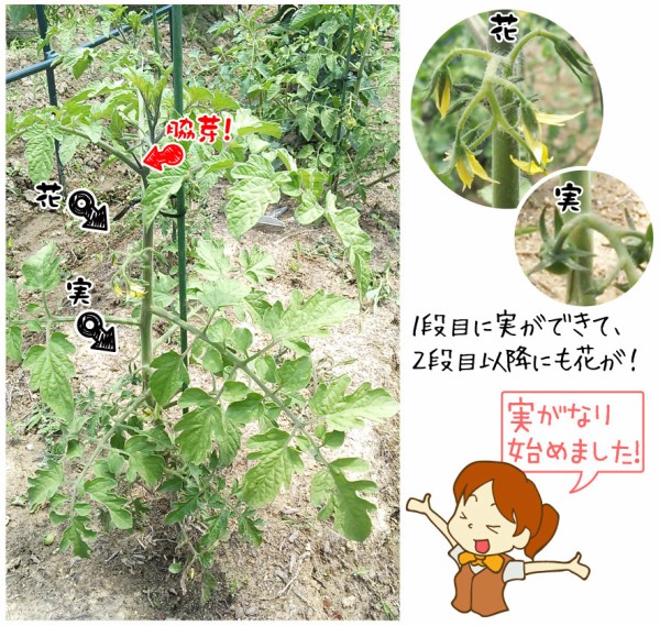 栽培記】F1 CFプチぷよ(ミニトマト) -(3) : 関西最大級の園芸会社 国華園 畑から台所まで