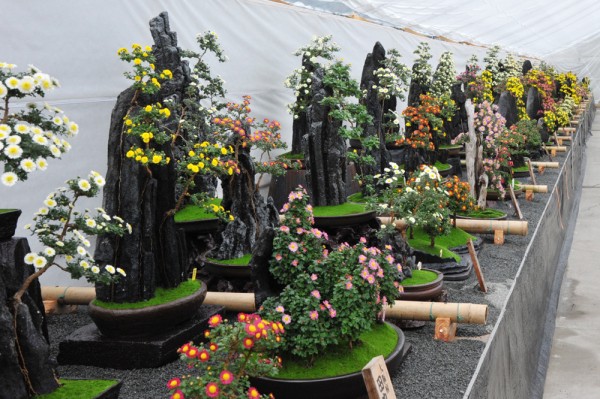 第31回日本菊花全国大会】粋を極めた大菊の競演をご紹介 : 関西最大