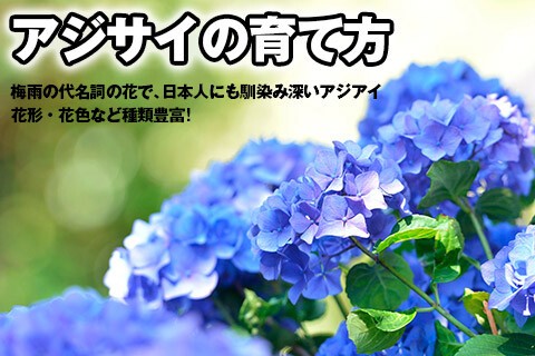 花木栽培】あじさいの育て方 : 関西最大級の園芸会社 国華園 畑から