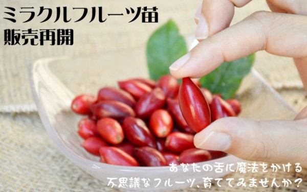 珍果樹苗】ミラクルフルーツ実つき苗 販売再開！ : 関西最大級の園芸