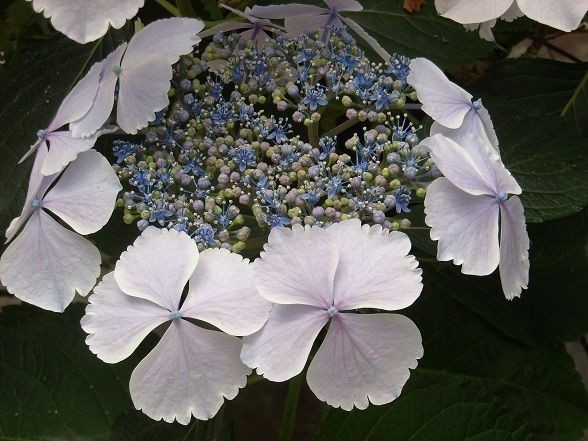 掛川加茂花菖蒲園２０１２ ３ 鼓動