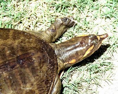 Unidentified Mysterious Animal オキナワカブトムシ研究所 Unidentified Mysterious Animal オキナワカブトムシ研究所
