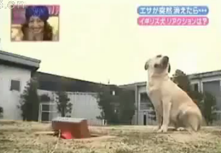 海外の反応 各国の犬の反応 日本の動物番組より 海外ネタ帳