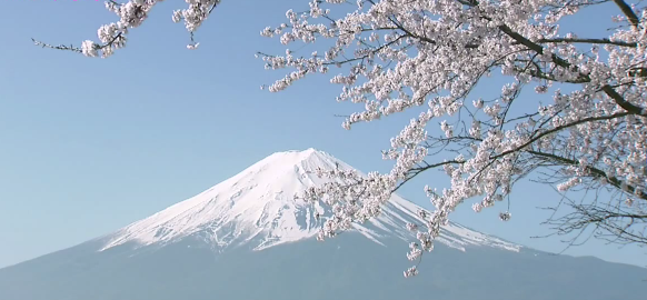 日本の桜景色を見た海外の反応 海外ネタ帳