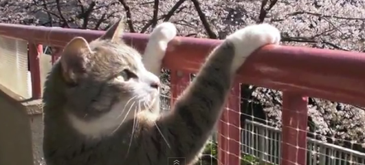 お花見する猫 モアレを見た 海外の反応 海外ネタ帳