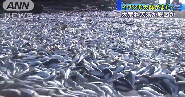 イワシか 大量の死骸4キロに渡って沖に浮く ﾔﾌｺﾒ 巨大地震前は鰯が大漁 12 12 国難にあってもの申す