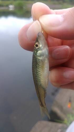 ブラックバスの吸い込み釣り 雑魚釣りをする男