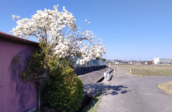 ハクモクレンが綺麗に咲いてる。小牧市と犬山市の境界辺りの場所 : 小牧つーしん