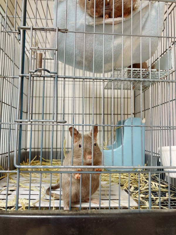 3階建て広々ケージ大型ケージチンチラフェレットリスデグー