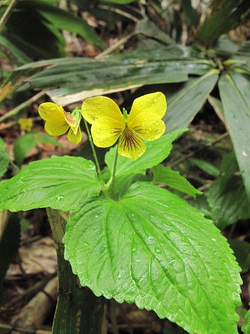 すみれを追っかけて ６ オオバキスミレ ミヤマキスミレ すみれのblog