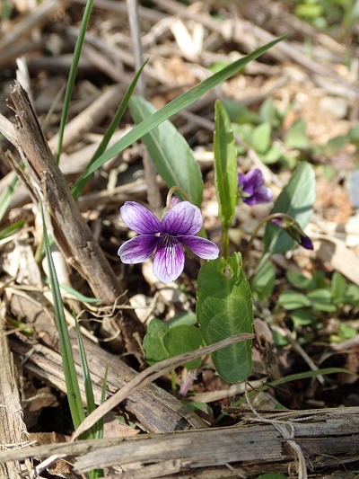 ハリマスミレ 16 4 すみれのblog