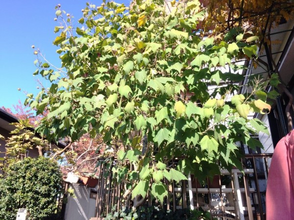 酔芙蓉の剪定 見沼散人 の身の丈生活