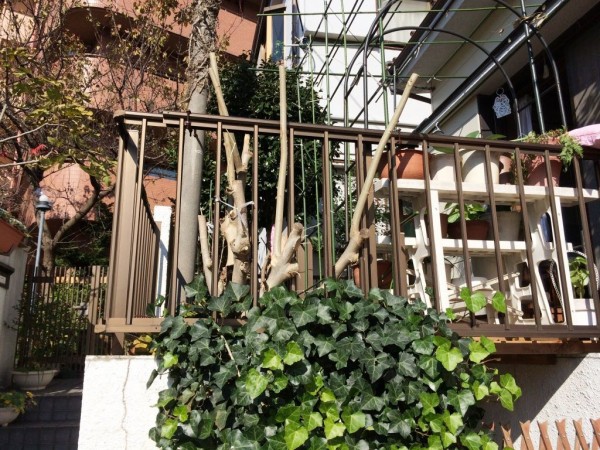 酔芙蓉の剪定 見沼散人 の身の丈生活