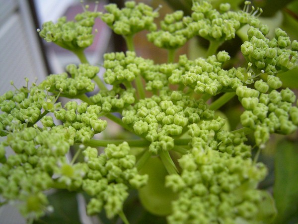 明日葉 あしたば の花が咲いた 見沼散人 の身の丈生活