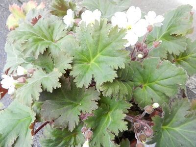 プリムラ シネンシスが開花しだしました やすらぎの庭の日記