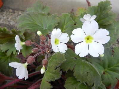 プリムラ シネンシスが開花しだしました やすらぎの庭の日記