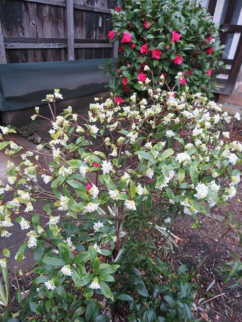 白い沈丁花が 咲きだしました やすらぎの庭の日記