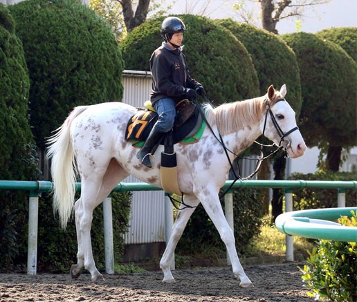 マーブルケーキ新馬デビュー ポニーの鬣 たてがみ