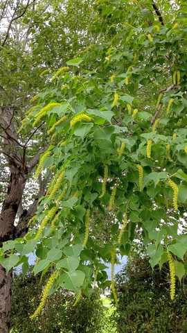 花言葉 うふふのふ