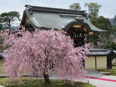 大覚寺 大沢池の桜 うふふのふ