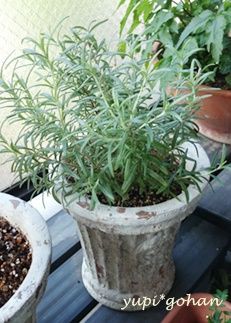 鶏とじゃがいもの蒸し焼き ベランダ栽培のローズマリーを使って ゆぴごはん