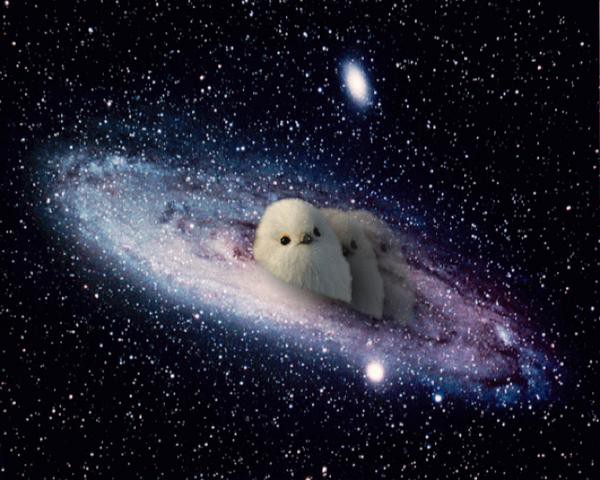 白くてかわいい小鳥さん 宇宙 そら へ翔ぶ 休日は転売屋 副業せどりでがんばるぞい