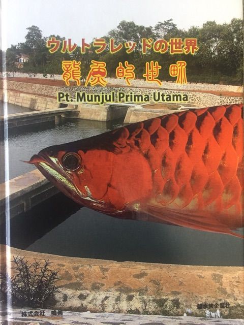 アジアアロワナ ペテムンジュール アジアアロワナ ペテムンジュール