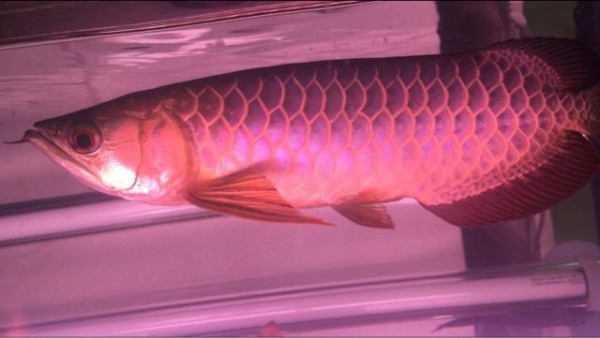 幻の青い過背金龍 : ウルトラレッドに魅せられて