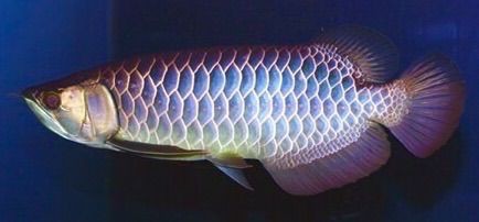 藍底過背金龍(ブルーアロワナ) 原画 神龍HOKURIKU オンライン