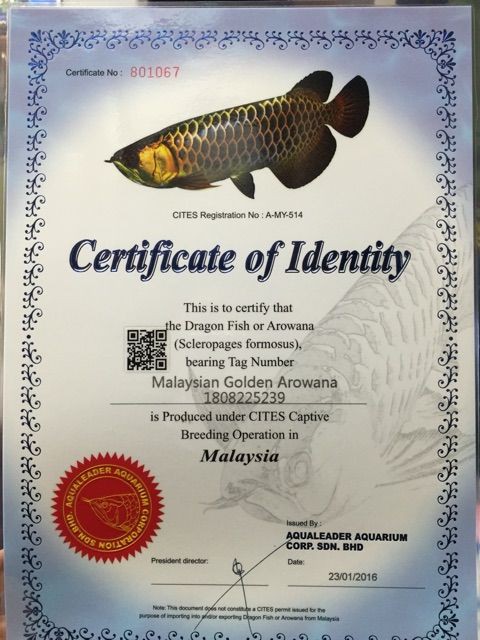 幻の青い過背金龍 : ウルトラレッドに魅せられて