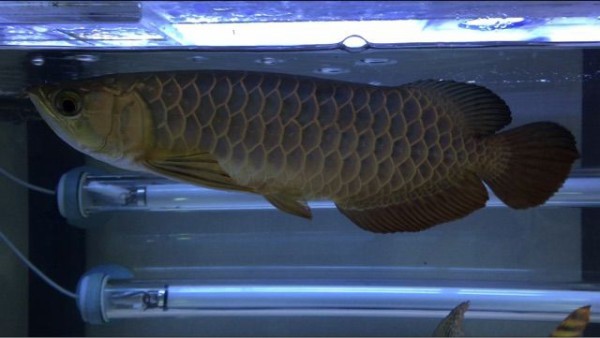 幻の青い過背金龍 : ウルトラレッドに魅せられて