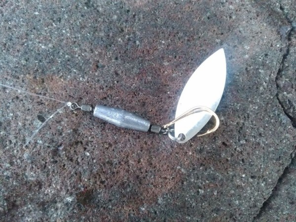 最近のキジハタ釣果 お手軽自作ルアーでバイト多数 Fishing Noob Salt Game In 上越