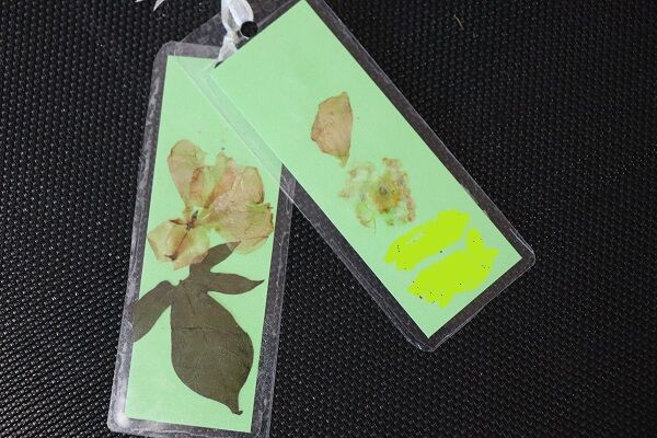 押し花のしおり 小学校1年夏休み工作 自由研究 きゅうきゅう