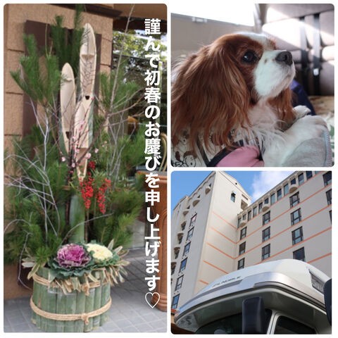 年元日のお出かけ 鳴門公園 を散策したよ 愛犬pocoの生活日記