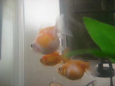 縁日の金魚 このゆずのアクアライフ