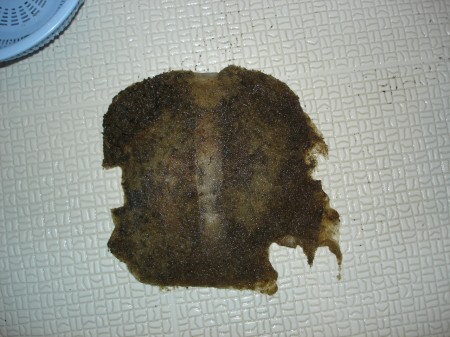 真っ黒ウールマット このゆずのアクアライフ