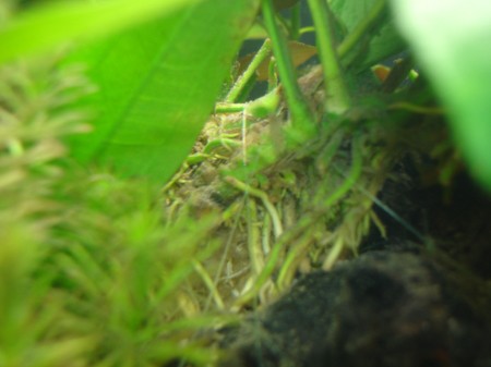 田砂舞う このゆずのアクアライフ